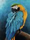 Macaw Birds for sale in Salt Lake City, UT, USA. price: $1,800