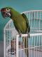 Macaw Birds for sale in Placentia, CA 92870, USA. price: $3,000