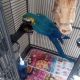 Macaw Birds for sale in Collinsville, IL, USA. price: $675