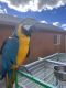 Macaw Birds for sale in El Cajon, CA, USA. price: $2,400