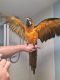 Macaw Birds for sale in Richmond, VA, USA. price: $1,700