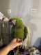 Macaw Birds for sale in Union City, PA 16438, USA. price: $1,300