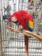 Macaw Birds for sale in NE-95, Nebraska, USA. price: NA
