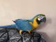 Macaw Birds for sale in El Cajon, CA, USA. price: NA