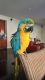 Macaw Birds for sale in Fremont, CA, USA. price: NA