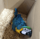 Macaw Birds for sale in Provo, UT, USA. price: $800
