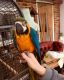 Macaw Birds for sale in New York, NY, USA. price: $700