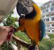 Macaw Birds for sale in New York, NY, USA. price: $800