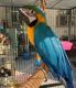 Macaw Birds for sale in New York, NY, USA. price: $700