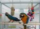 Macaw Birds for sale in Dallas, TX, USA. price: $650