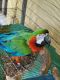 Macaw Birds for sale in Miami, FL, USA. price: $1,500