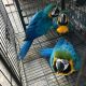 Macaw Birds for sale in Provo, UT, USA. price: $1,300