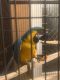 Macaw Birds for sale in Orlando, FL, USA. price: NA