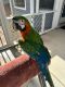 Macaw Birds for sale in Senoia, GA 30276, USA. price: NA