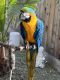 Macaw Birds for sale in Modesto, CA, USA. price: NA