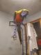 Macaw Birds for sale in Windsor Mill, Milford Mill, MD 21244, USA. price: NA