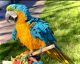 Macaw Birds for sale in Sacramento, CA, USA. price: $2,950