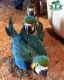 Macaw Birds for sale in Albany, NY, USA. price: $550
