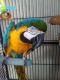 Macaw Birds for sale in Pensacola, FL, USA. price: NA
