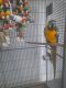 Macaw Birds for sale in Gela, NC 27565, USA. price: $450