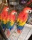 Macaw Birds for sale in Cebu City, Cebu, Philippines. price: 9000 PHP