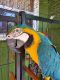 Macaw Birds for sale in Miami, FL, USA. price: $500