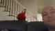 Macaw Birds for sale in New Orleans, LA, USA. price: $7,500