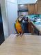 Macaw Birds for sale in Los Banos, CA, USA. price: NA