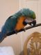 Macaw Birds for sale in Ocala, FL, USA. price: NA