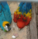 Macaw Birds for sale in Farmington, IA 52626, USA. price: NA