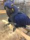 Macaw Birds for sale in Flushing, MI 48433, USA. price: $400