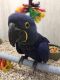 Macaw Birds for sale in Bealeton, VA 22712, USA. price: NA