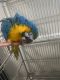 Macaw Birds for sale in 4847 Moncrief Rd, Jacksonville, FL 32209, USA. price: NA