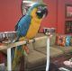 Macaw Birds for sale in Dallas, TX, USA. price: $400