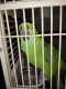 Macaw Birds for sale in Garner, NC, USA. price: $500