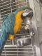 Macaw Birds for sale in 202 Wesley Mill Way, Villa Rica, GA 30180, USA. price: NA