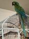 Macaw Birds for sale in Berryville, AR 72616, USA. price: $1,500