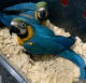Macaw Birds for sale in Atlanta, GA, USA. price: $800