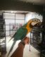 Macaw Birds for sale in Atlanta, GA, USA. price: $1,200