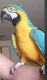 Macaw Birds for sale in Bethlehem, PA, USA. price: NA