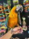 Macaw Birds for sale in San Francisco, CA, USA. price: NA