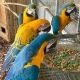 Macaw Birds for sale in Vancouver, BC, Canada. price: NA