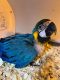 Macaw Birds for sale in Dallas, TX, USA. price: $3,600