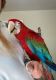 Macaw Birds for sale in Beaufort, SC, USA. price: NA