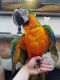 Macaw Birds for sale in Texas City, TX, USA. price: NA