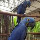 Macaw Birds for sale in State Hwy 20, Mooresville, AL 35649, USA. price: NA