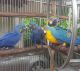 Macaw Birds for sale in Trenton, NJ, USA. price: NA