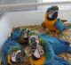 Macaw Birds for sale in New Orleans, LA, USA. price: $650