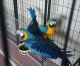 Macaw Birds for sale in New York, NY, USA. price: $750