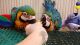 Macaw Birds for sale in Huntsville, AL, USA. price: $700